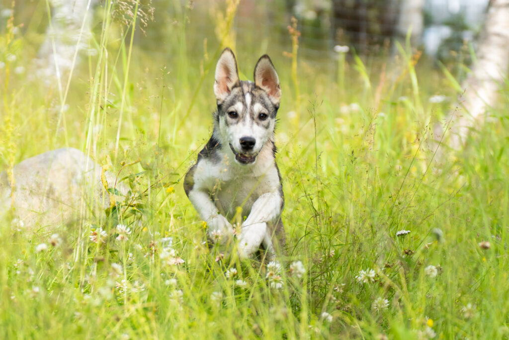 how many puppies are born in a norwegian lundehund litter