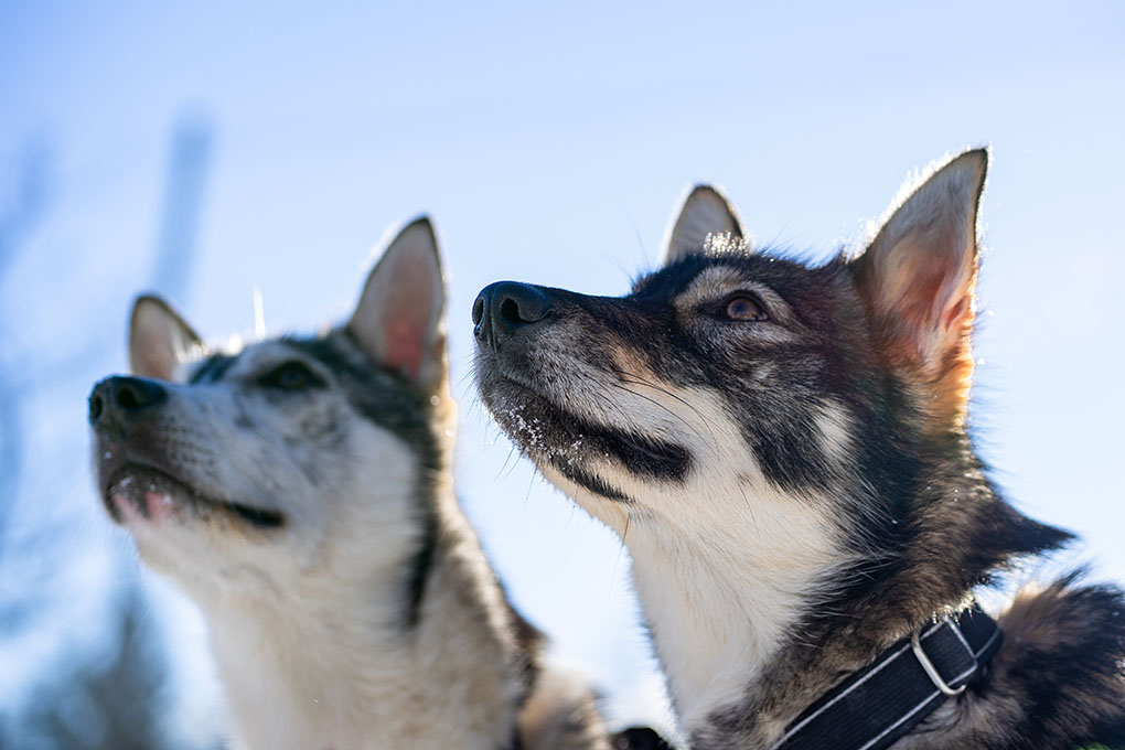 Two dogs looking up at something with their heads slightly raised.